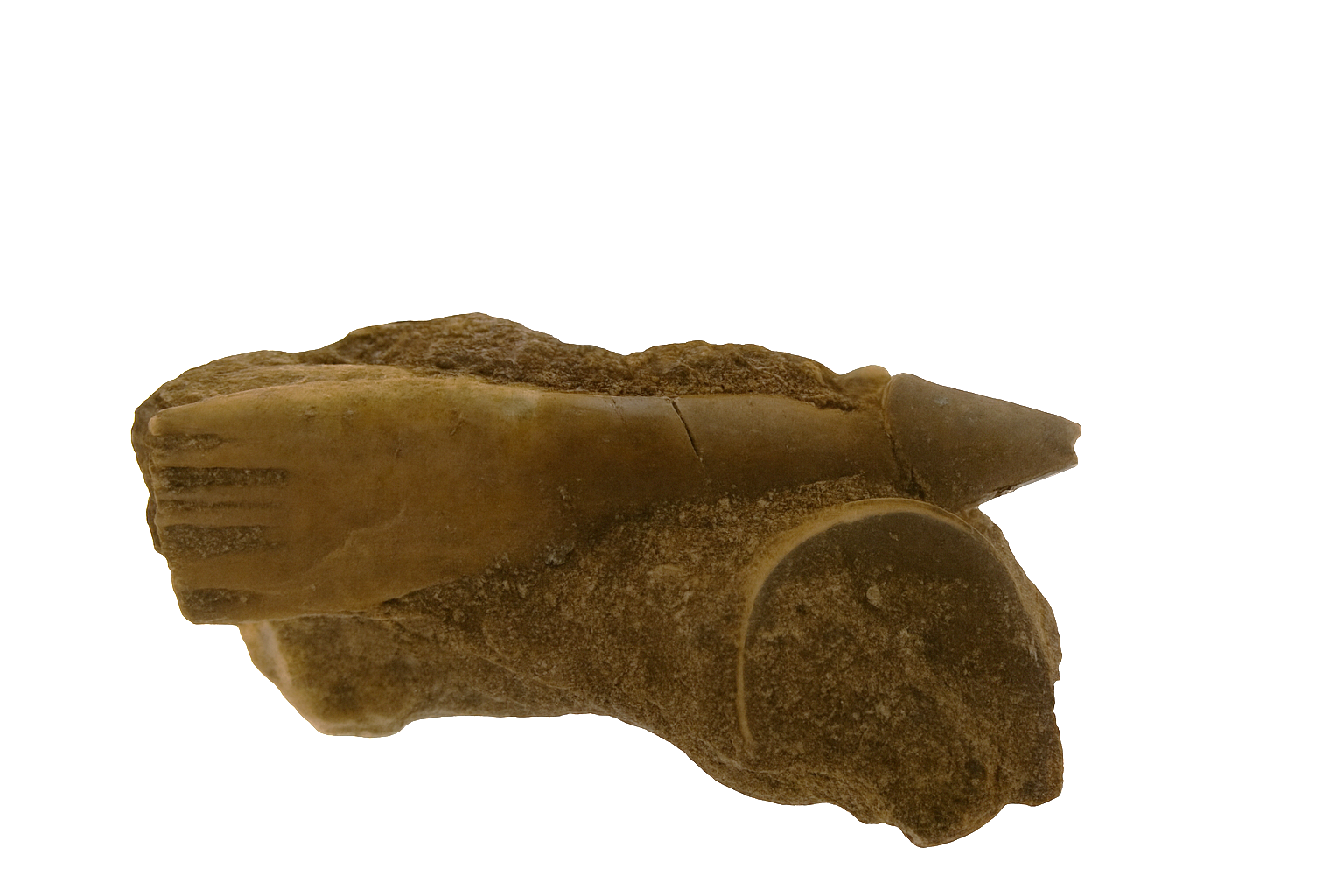 Sawfish Rostral Spine.